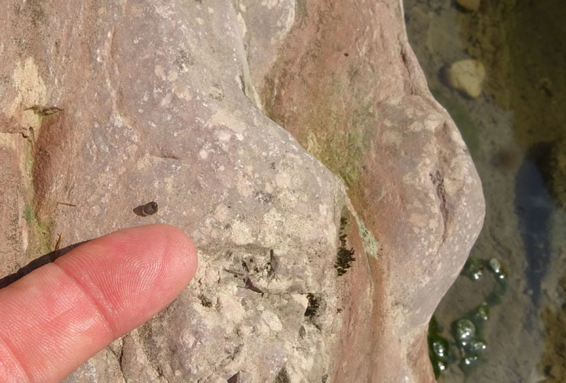 Ancylus fluviatilis (?) - Ancylidae